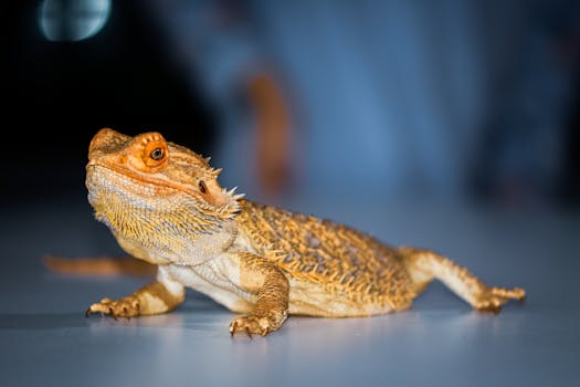 Spyro the Dragon