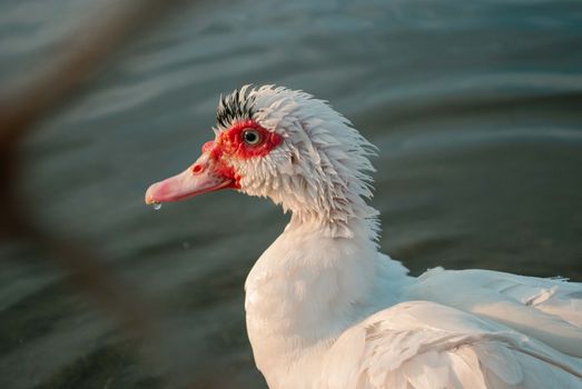DuckDuckGo blokkeert YouTube‑advertenties standaard
