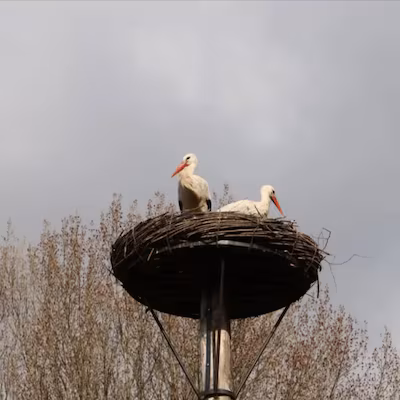 Na twee jaar eindelijk een ooievaarskuiken bij Parkboerderij de Kiboe-hoeve, maar helaas met slechte afloop