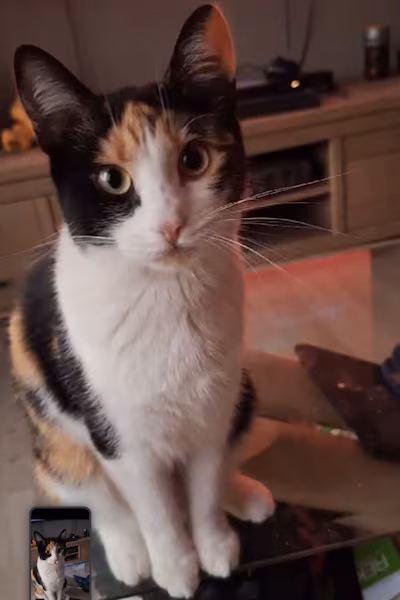 Heb jij Felix, Cupcake of Loekie gezien? Deze zes huisdieren worden in Dordrecht vermist