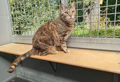 Baasje gezocht! Madame Jeanette is een dame met karakter en een flinke dosis charme