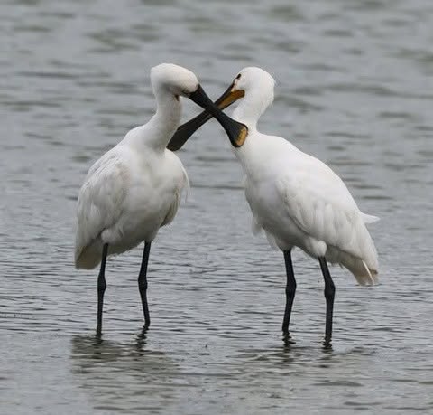 Foto van de Week: twee lepelaars in Dordrecht