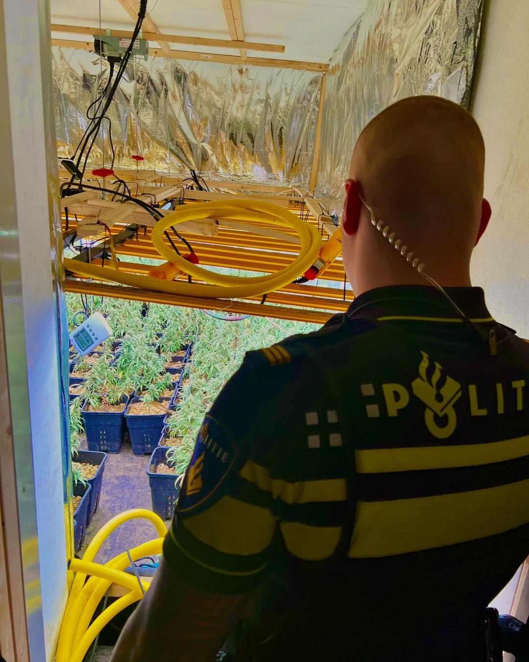 Grote hennepkwekerij met 456 planten ontdekt in Crabbehof