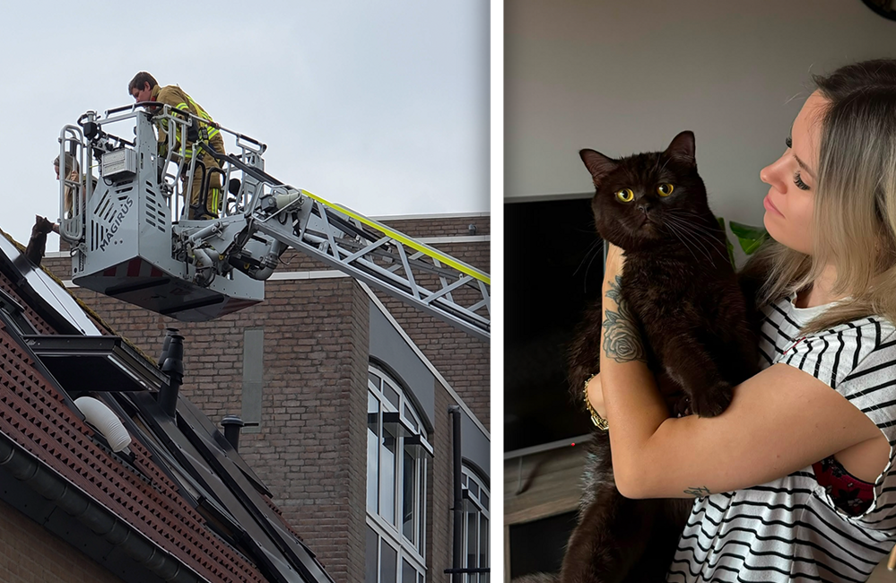 Urenlange zoektocht naar huiskat eindigt op dak: 'Ze was helemaal nat en koud'