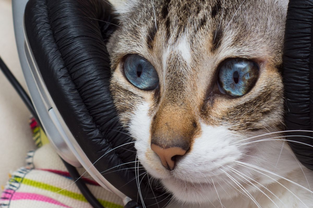 Reddit-posts worden door AI nu veranderd in podcasts