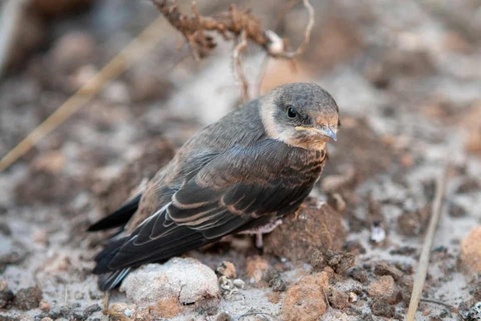 Gierzwaluw: is dit de enige vogel die vliegend slaapt?