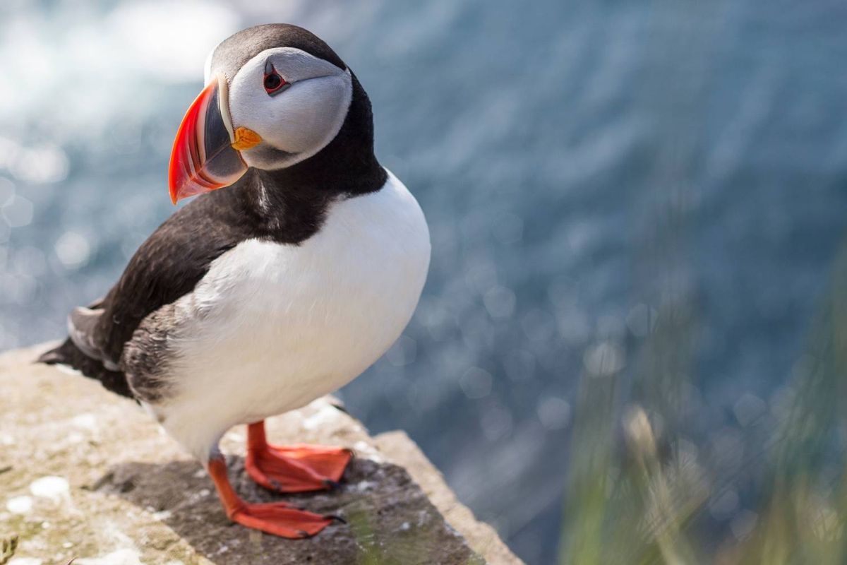 Deze robot zwemt én vliegt alsof hij een papegaaiduiker is