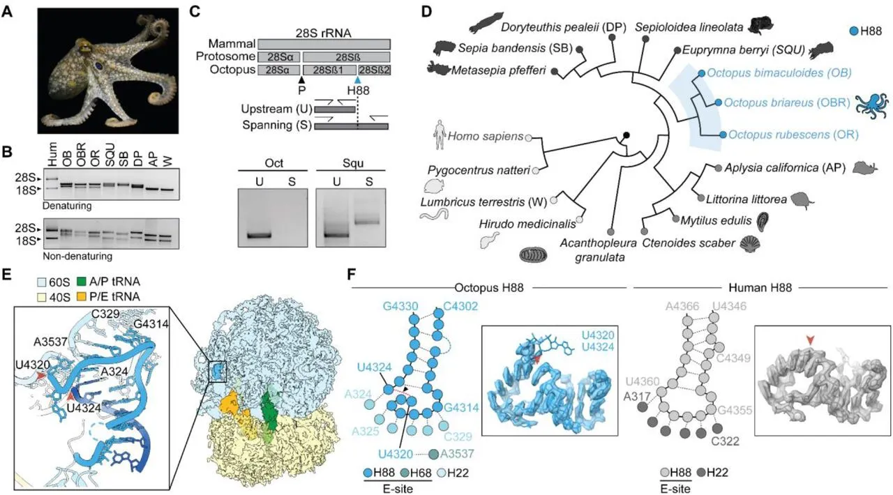 How Octopuses Hacked their Ribosome to Become Smart