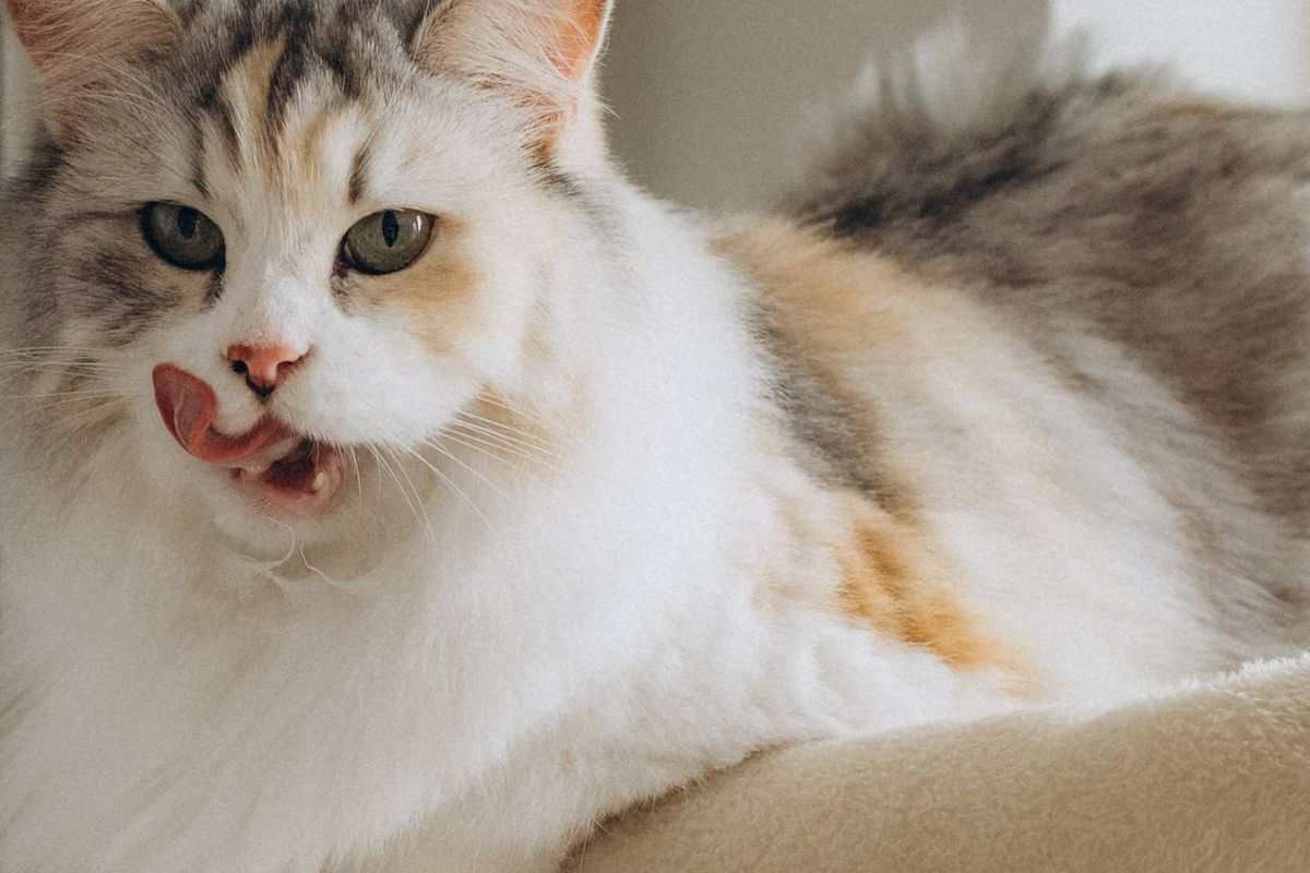 Katten en honden hebben honger door een storing van hun automatische voederbak