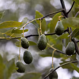 Avocadobloemen veranderen dagelijks geslacht om zelfbevruchting te voorkomen