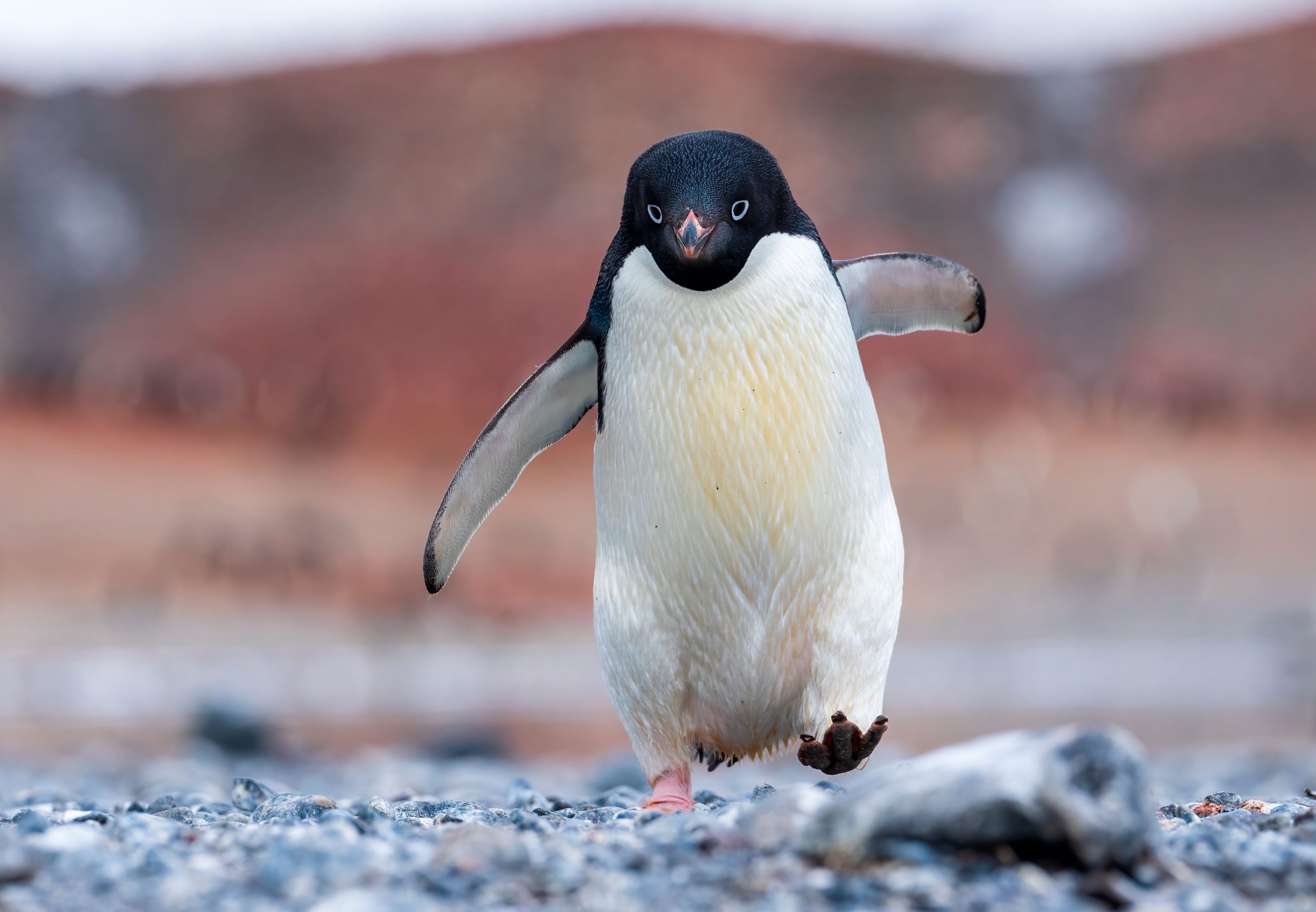 De temperaturen stijgen – nu laten 30 jaar aan satellietgegevens een verontrustende trend zien bij pinguïns