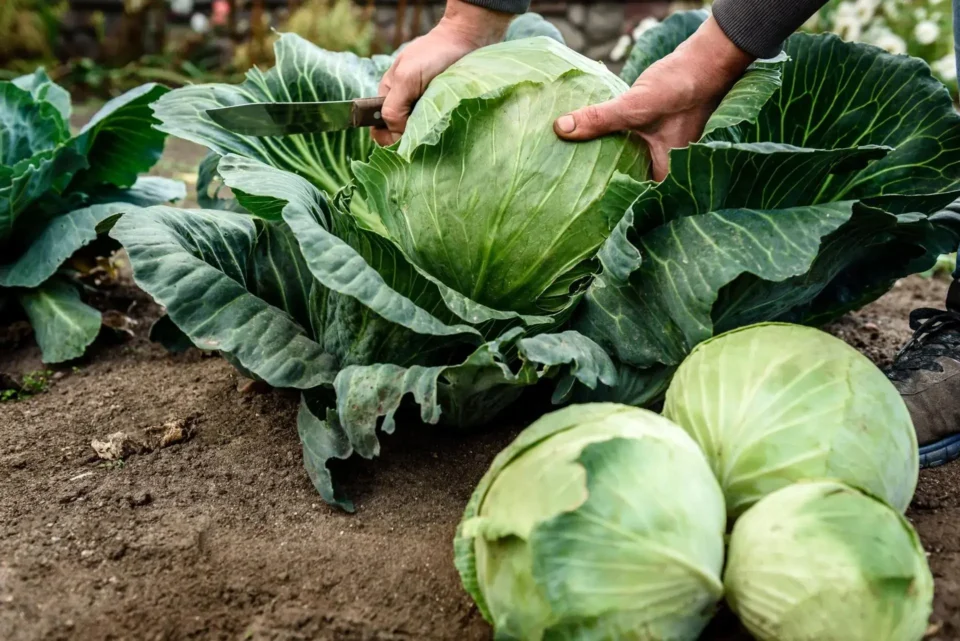 Geen pesticiden, geen chemicaliën: deze oma-redder houdt je kolen altijd safe