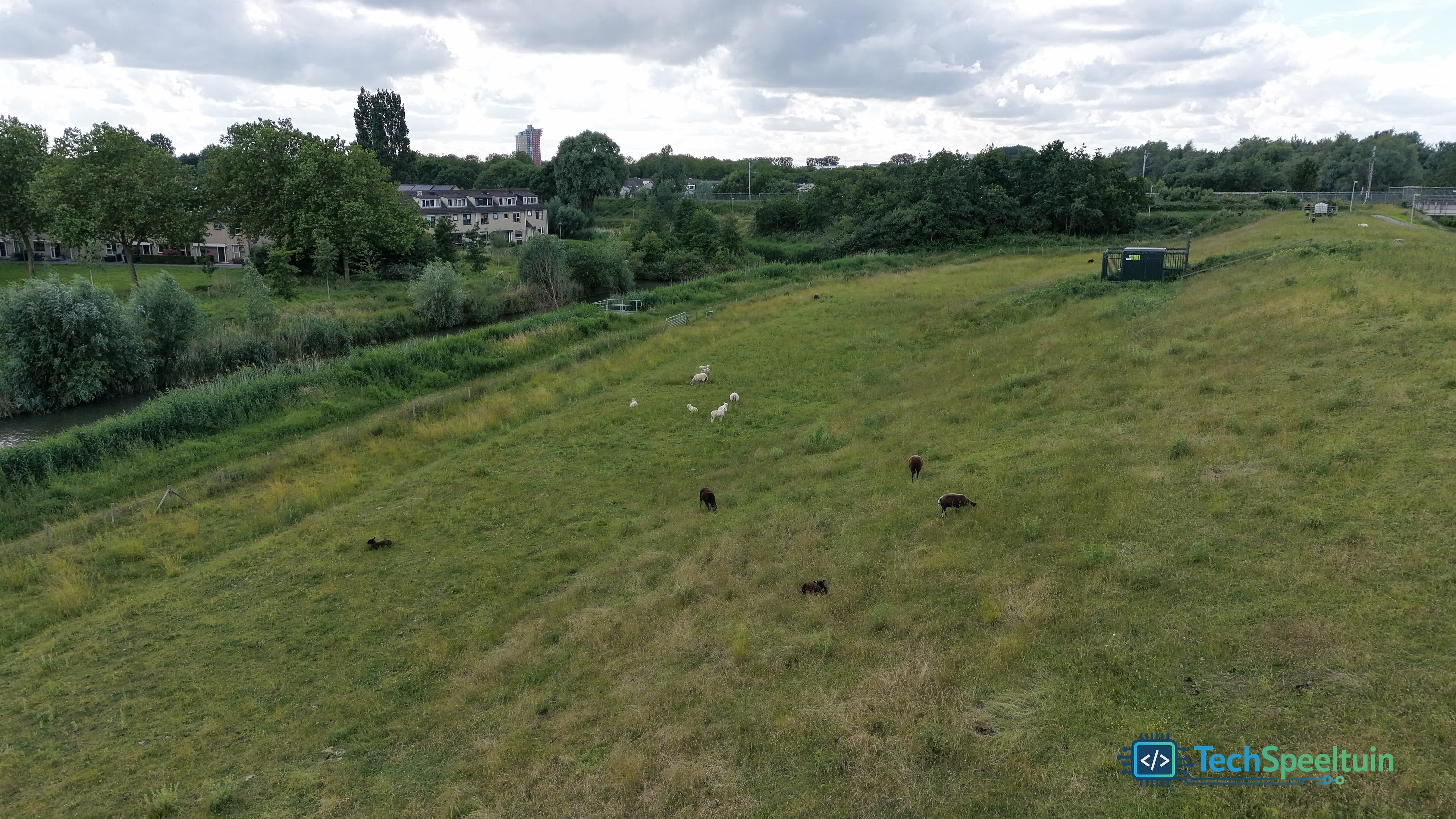 Schapen op de wantijdijk &mdash; Bilderbos - Dordrecht, Nederland